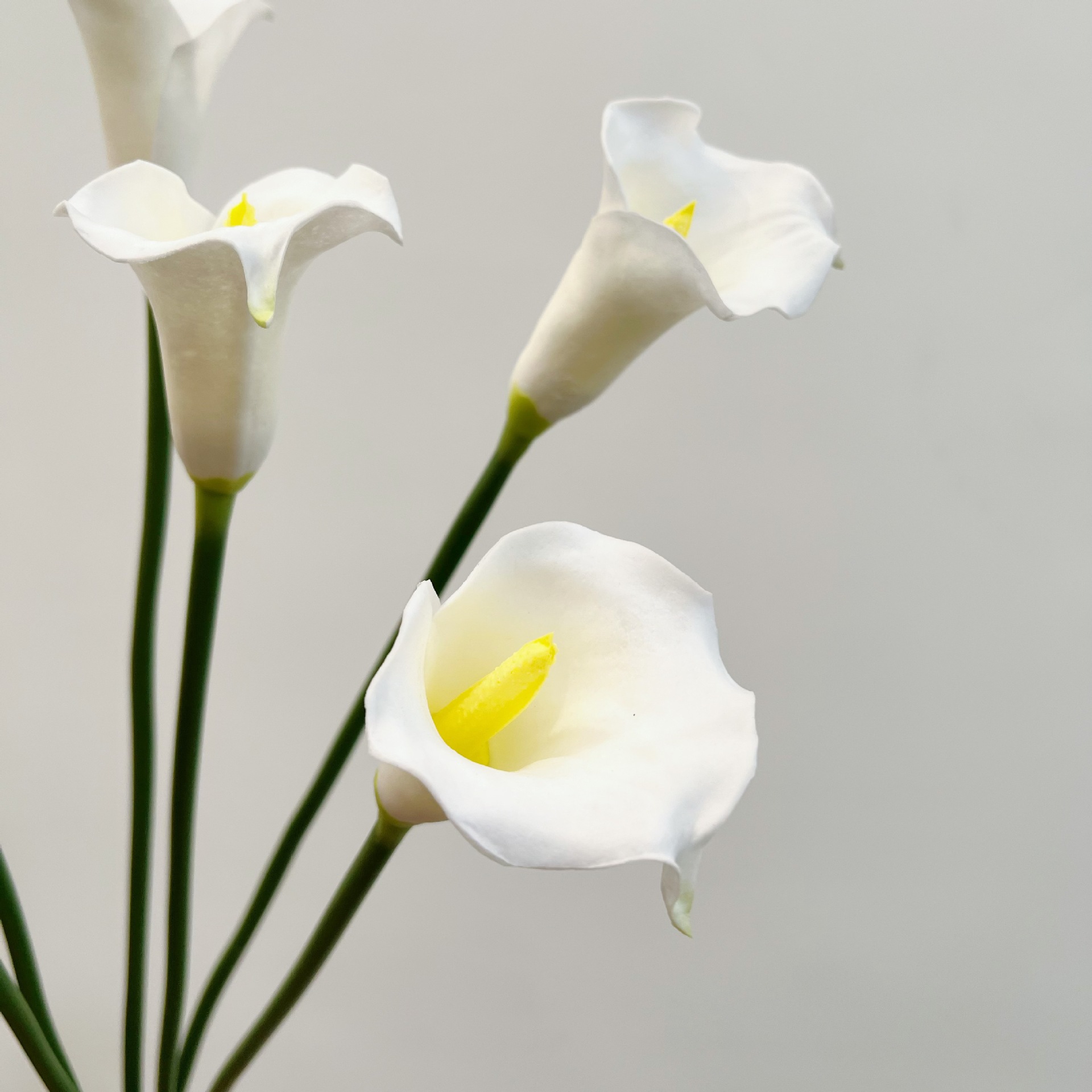 26 Inch Single Stem Crescent C - Supply For Florist review and price
