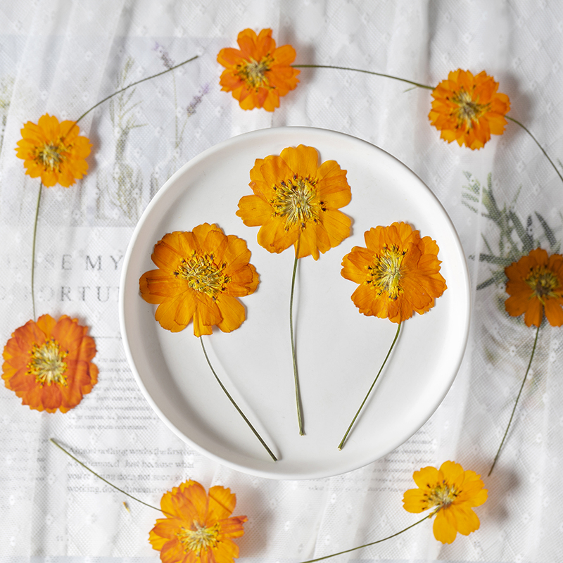 8-10cm/24pcs,Nature Pressed Co - Supply For Florist review and price